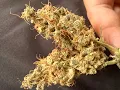 Weed Review Cookie Breath From Pacific Seed Bank