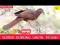 Download Lagu Suara burung/Suara burung uncal/burung uncal merah/suara pikat ampuh uncal merah #macropygiaemiliana