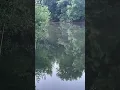 Download Lagu 🔥😱ČEKANJE ŠARANA NA TAMIŠU!!?😱🔥 #fishing #carpfishing #bistro #carp