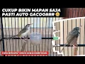 Download Lagu CARA BIKIN PRENJAK SAWAH OMBYOKAN CEPAT BUNYI \u0026 CEPAT GACOR NGEBREN❗