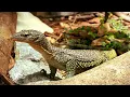 Mangrove Monitor FULL Setup