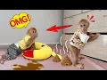 Download Lagu Lucky got disturbed by the stinky smell Sunny made while sleeping!