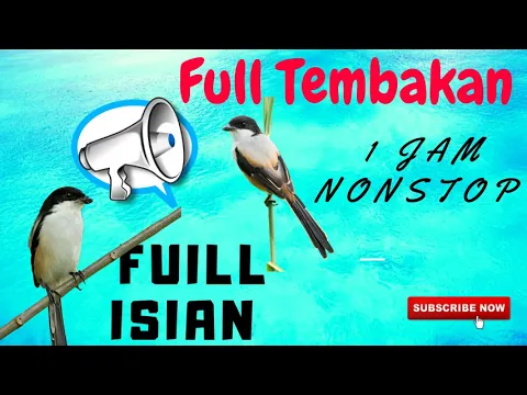 Download MP3 Masteran Cendet Full Isian Durasi Panjang mp3 | Masteran Burung Cendet Juara