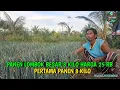 Download Lagu INILAH DAUN BAWANG PAK SUDIWANI SELAIN BERTANI BELIO KERJA MERINTIS