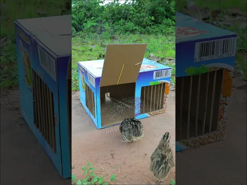 DIY Quick Quail Trap Using Cardboard Box #shortvideo #birds