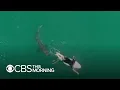 Video di Unsettling drone video shows surfer's close encounter with massive shark