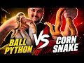 Ball Python Vs Corn Snake Which is the Best First Pet Snake