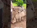 Download Lagu Punganuru cows Meeting #miniature Punganuru Cow's #ancient Indian Brahman Breed cows