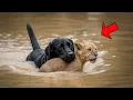 Download Lagu Dog Saves Lion Cub From Drowning, What The Lions Do Next Is Unbelievable
