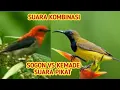 Download Lagu Sogok ontong vs kemade suara dua kombinasi terbaik | Suara burung ribut | kombinasi sempurna