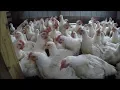 RAISING MEAT CHICKENS The Whole Process