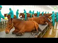 Download Lagu How Millions of Horses Are Processed – Massive Horse Modern Farming For Meat \u0026 Racing