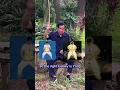 Download Lagu Tan Tien Qigong. The biggest storage of Qi (life-force) in your body. Master Mantak Chia explains