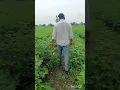 Download Lagu cotton farming.... #song #marathisong #kalpatrukrushiKendra