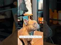 Download Lagu Look at this precious boi watching Foundation - Final Episode. 🐾🐶 #frenchbulldogs #pups #puppies