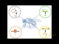 Download Lagu transgenic fly generation