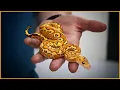 Top 5 Never-Before-Seen Ball Pythons NARBC Tinley 2025 Reveal