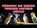 Download Lagu MASTERAN MURAI BATU FULL ISIAN TEMBAKAN TERBAIK MUDAH MASUK MURAI APAPUN ISIAN JELAS DAN JERNIH