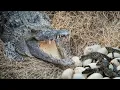 Life cycle of a crocodile explained