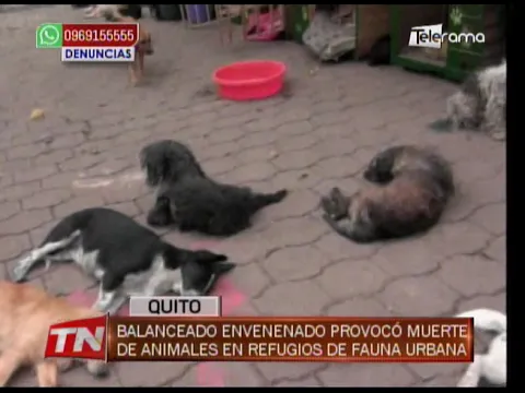 Balanceado envenenado provocó muerte de animales en refugios de fauna urbana