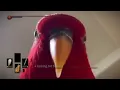 Dark souls Red bird meme