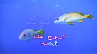 زحمة يا دنيا زحمة   احمد عدوية    اغاني عربية دندنها