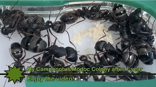 1 year Update on my large Camponotus Modoc colony