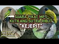 Download Lagu suara pikat mp3 kutilang sutra ribut dan suara anak kejepit//pemikat indonesia