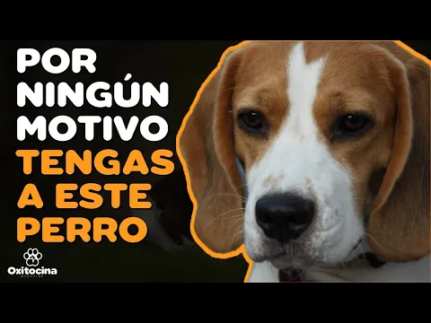 Download MP3 BEAGLE: 7 RAZONES PARA NO TENERLO