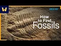Fossil Hunting 101 Where to Look for Fossils and How to Find Them