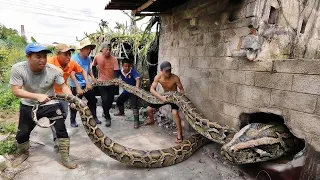 Brave Hunter Rescues Young Man From 2 Giant Pythons