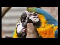 Not That Serious -  Nocturnal Spirits (Jazz Saxophone) - Videos 4K