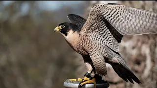 صوت صقر الشاهين ــ الطريق إلي الثراء Falcon Voice 