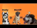 Mastiff Husky Mix