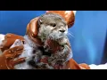 Dawn Dish Soap Commercial Dawn Saves Wildlife AD November 2021-2024 June
