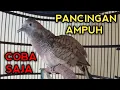 PERKUTUT BANGKOK GACOR SUARA PALING BAGUS UNTUK PANCINGAN
