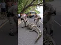 Download Lagu rescue crocodile from big snake