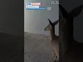 Police Escort Trespassing Deer From Louisville YMCA