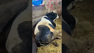 البهائم اذا شبعت شبعت واذا جاعت جعت واذا عطشت عطشت واذا كانت مرتاحه كنت مرتاح البال   دندنها