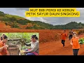 Download Lagu PERGI KE KEBUN BERSAMA BIBI PETIK SAYUR \u0026 LIHAT PEMANDANGAN YANG SANGAT INDAH