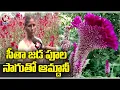 Download Lagu Special Report On Sita Jada Flowers Farming | Bathukamma 2022 | V6 News