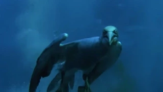 Torpedo Gannet Diving Nature S Great Events W David Attenborough BBC 