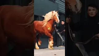 اضخم حصان بالعالم Giants Horse 