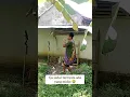 Download Lagu malu banget aku woyy🤣 #comedy #tingkalucuabis #kocakabis #ngakak