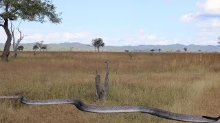 black mamba koboko nyoka tishio duniani