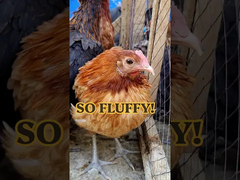 This Fluffy Chicken Looks Like a Ball of Fur! ππ | Cutest Puffy Chicken Ever