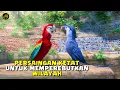 Download Lagu KALIAN PERNAH LIAT BURUNG TAWURAN? || Alur Cerita FIlm RIO 2 (2014)