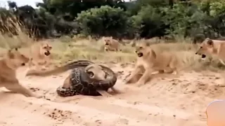 Lionesses Take Revenge After Massive Python Kills Their Companion