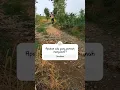 Download Lagu Ngarit #bapak #petani #shorts