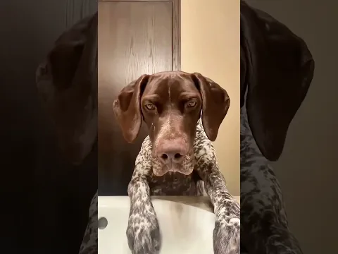 Funny cats and dogs ππ episode 8 #shorts
